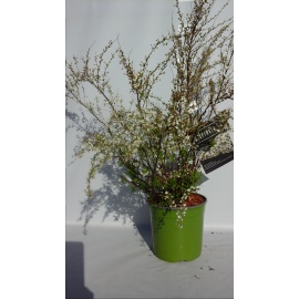 SPIREA JAPONICA DOUBLE PLAY BLUE KAZOO