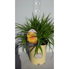 HEMEROCALLIS o GIGLIO DI SAN GIUSEPPE