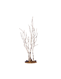 BIRCH TREE, MEDIUM